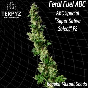 TerpyZ Mutant Genetics – Feral Fuel ABC (Regular M/F)