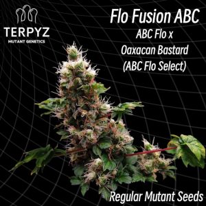 TerpyZ Mutant Genetics – Flo Fusion ABC (Regular M/F)