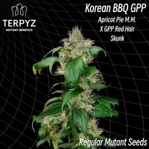 TerpyZ Mutant Genetics – Korean BBQ GPP (Regular M/F)