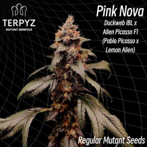 TerpyZ Mutant Genetics – Pink Nova (Regular M/F)