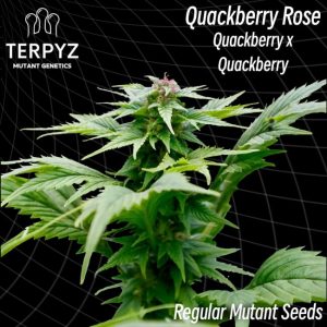 TerpyZ Mutant Genetics – Quackberry Rose (Regular M/F)