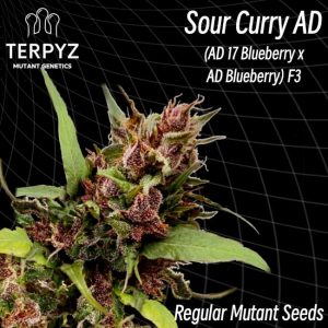 TerpyZ Mutant Genetics – Sour Curry AD (Regular M/F)