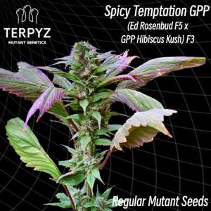 TerpyZ Mutant Genetics – Spicy Temptation GPP (Regular M/F)