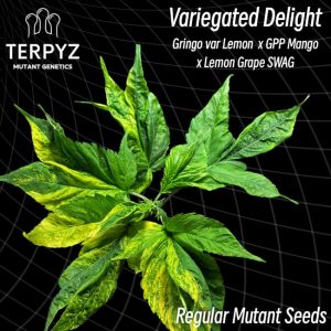 TerpyZ Mutant Genetics – Variegated Delight (Regular M/F)