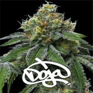 Barney’s Farm – RS11 x Banana OG (Feminized)