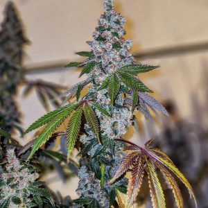 Ethos – Cherry Pie OG (Feminized) - Image 2