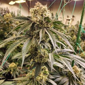 Ethos – Dirty Banana GEN 1  (Feminized) (Early/fast) - Image 2