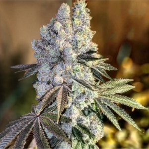 Ethos – GEN 1 Duet (Feminized) - Image 2