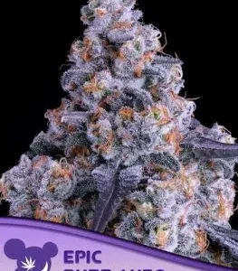 Anesia Seeds – Epic Buzz Auto (Autoflower)