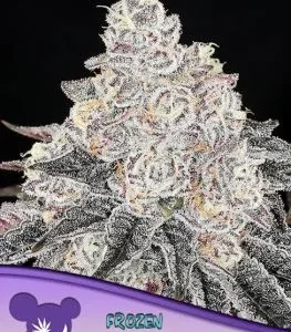 Anesia Seeds – Frozen Black Cherry (Feminized)