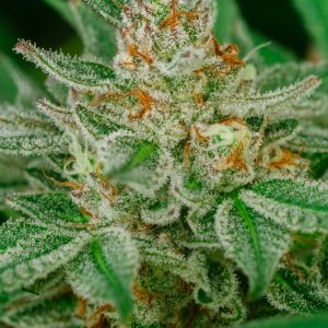 Atlas Seed – Banana Breath (Feminized)