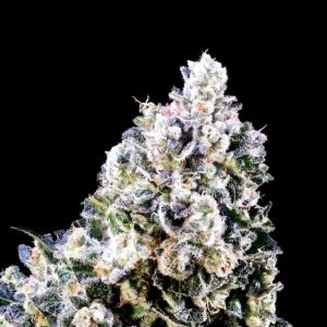 Atlas Seed – Banana Cream Sundae (Feminized)