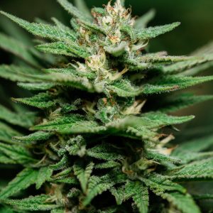 Atlas Seed – Banana Kush (Feminized)