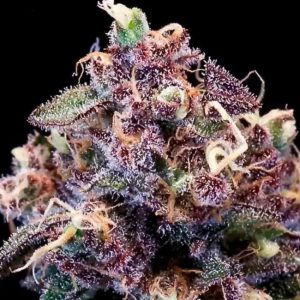 Atlas Seed – Berry Pie  (Feminized) (Early/fast)