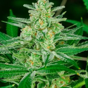 Atlas Seed – Blue Dream Auto (Autoflower)