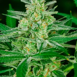 Atlas Seed – Blue Dream (Feminized)