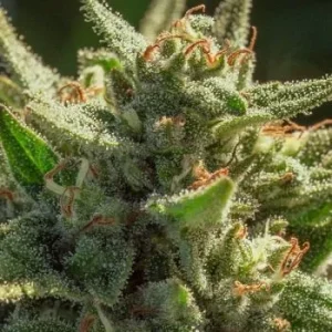 Atlas Seed – Cheetah Fat  (Feminized) (Early/fast)
