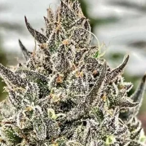 Atlas Seed – Cheetah the Hut (Feminized)