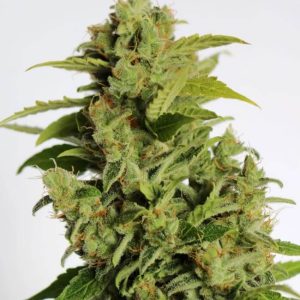 Atlas Seed – Cherry Bear Kush Auto (Autoflower)