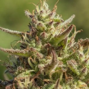 Atlas Seed – Chingona (Fast) (Feminized)