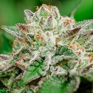 Atlas Seed – Cosmic Crashers (Feminized)