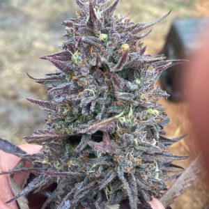 Atlas Seed – Cotton GMO Auto (Autoflower)