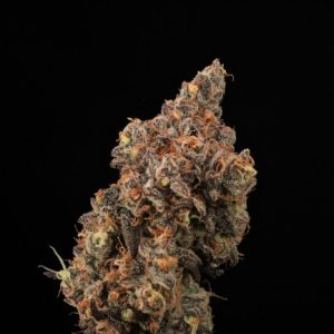 Atlas Seed – Dirty Laundry  (Feminized) (Early/fast)