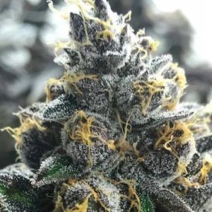 Atlas Seed – Divorce Cake (Feminized)