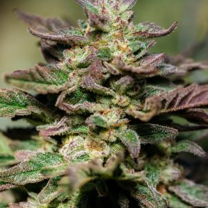 Atlas Seed – Dosidos  (Feminized) (Early/fast)