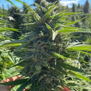 Atlas Seed – Fatso Auto (Autoflower)