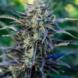 Atlas Seed – Fog Dog Auto (Autoflower)