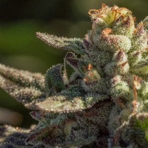 Atlas Seed – Fuegisima (Fast) (Feminized)