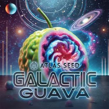 Atlas Seed – Galactic Guava (Feminized) (Early/fast)
