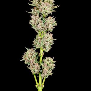 Atlas Seed – Garlic Jam Auto (Autoflower)