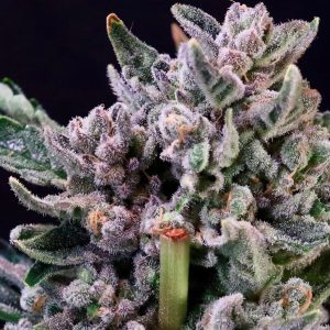 Atlas Seed – Gelato 41 (Feminized)