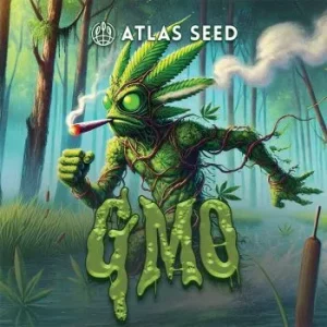 Atlas Seed – GMO Auto Feminized Seeds (Autoflower)