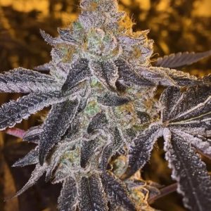 Atlas Seed – Gopher Glue  (Feminized) (Early/fast)