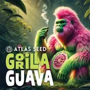 Atlas Seed – Gorilla Guava (Feminized)