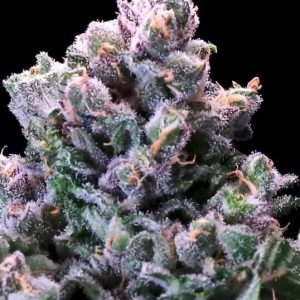 Atlas Seed – Grapes And Cream (Feminized) (Early/fast)