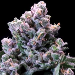 Atlas Seed – Huckleberry Pie  (Feminized) (Early/fast)