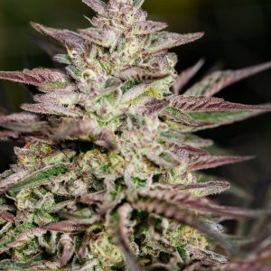 Atlas Seed – Ice Cream Cake  (Feminized) (Early/fast)