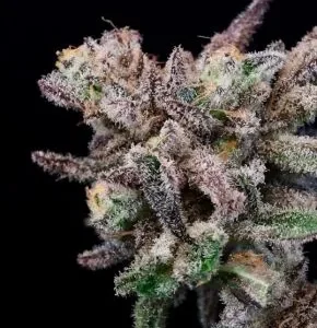 Atlas Seed – Iced Sangria (Feminized)