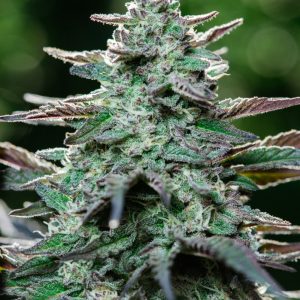 Atlas Seed – King Kong  (Feminized) (Early/fast)