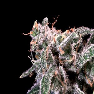 Atlas Seed – Kombucha Cream (Feminized)