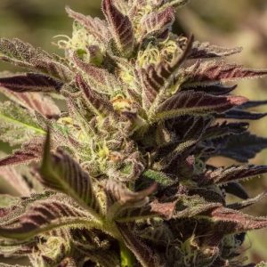 Atlas Seed – La Jefa (Fast) (Feminized)