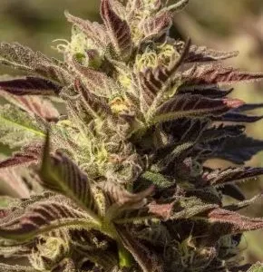 Atlas Seed – Laundry List (Feminized)