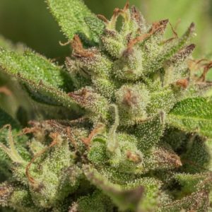 Atlas Seed – Mendo Breath (Feminized)