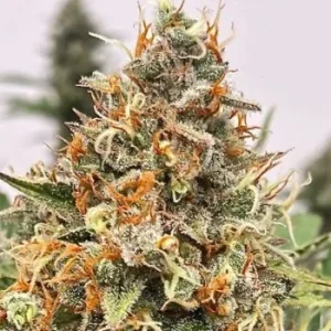 Atlas Seed – Mendo Butter (Feminized)