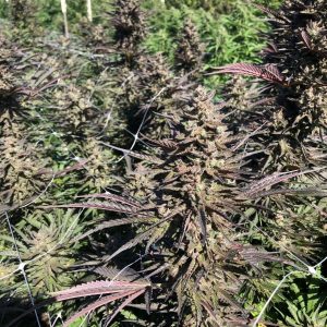 Atlas Seed – Mendo Candy  (Feminized) (Early/fast)