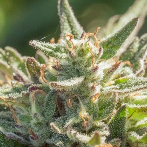 Atlas Seed – Mythic Cheetah (Feminized) (Early/fast)